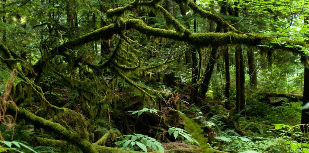 Trees and Lush forest flora in the Freat Bear rainforest