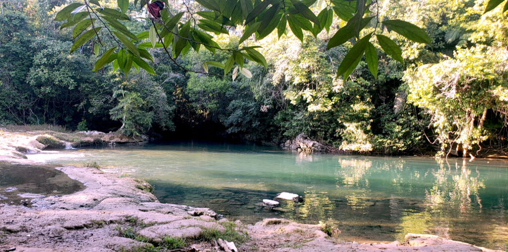 pond surrounded by trees in rainforest, belize
