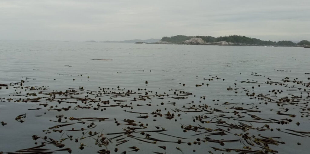 kelp forest with island in the background