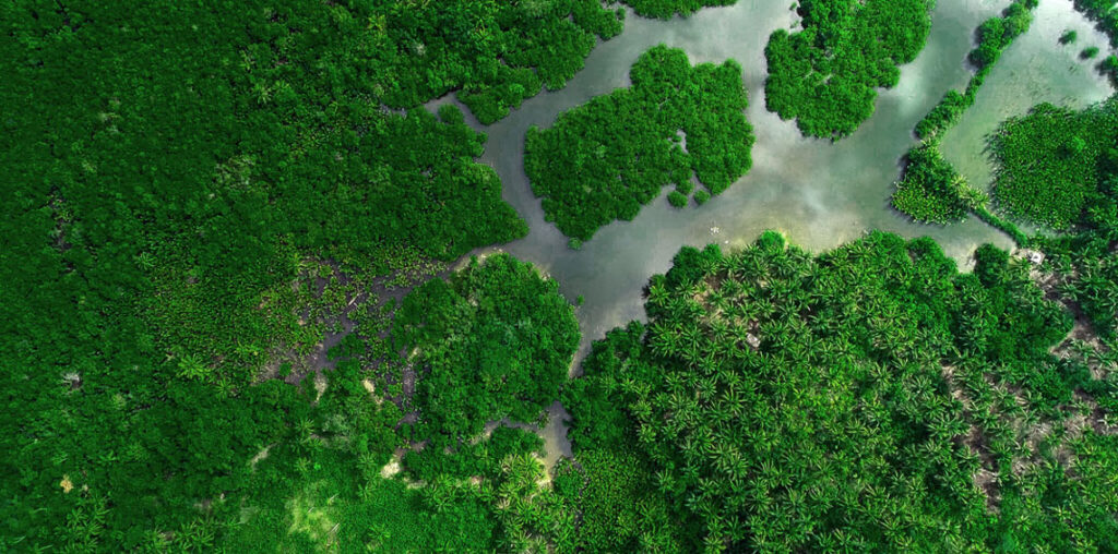 aerial view of a forest of mangroves in the Philippines