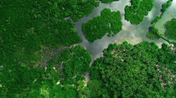 REDD & Mangrove Conservation Feasibility Study
