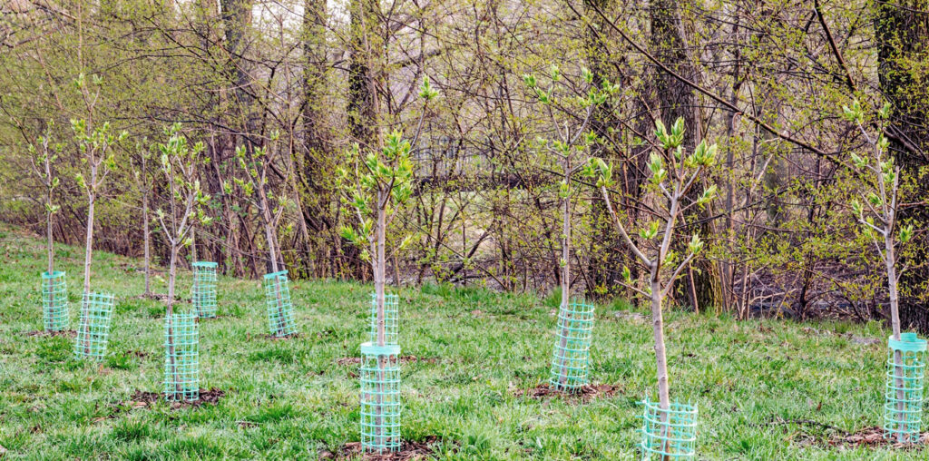 newly planted trees in park