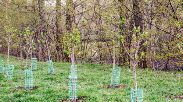 CERP (Community Ecosystem Restoration Program – Planting trees)