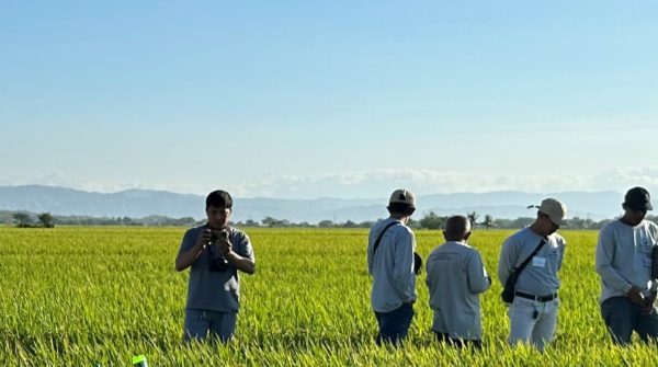 The Upper Pampanga Rice Climate-Smart Rice Project